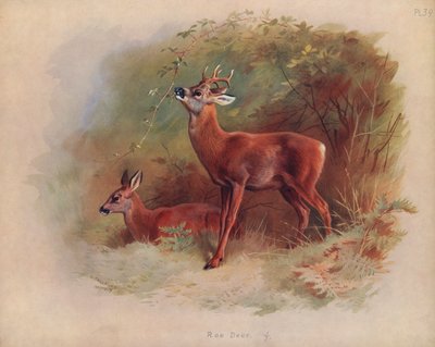 Roe Deer by Archibald Thorburn